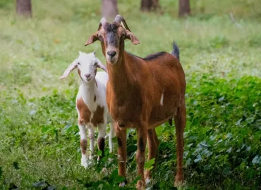 A pair of goat